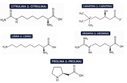 Estructura molecular