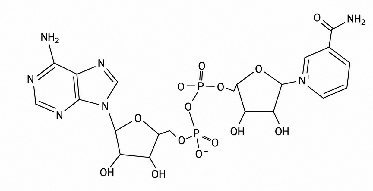Estructura molecular